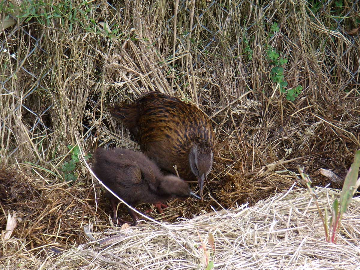 Weka mother with her baby